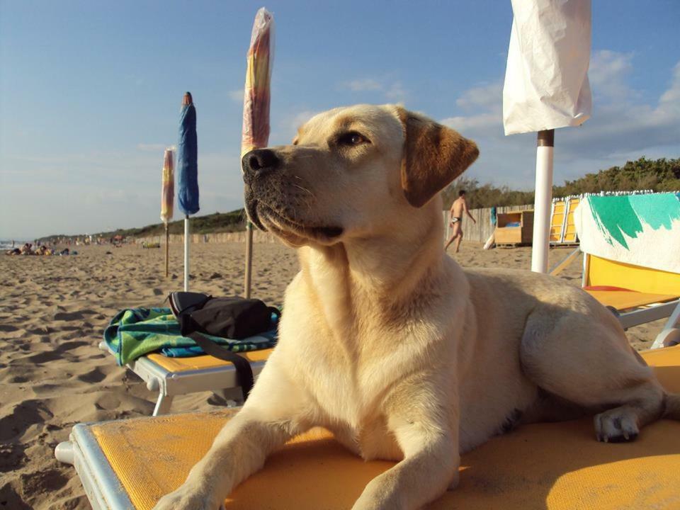 Dolce Vita Campiglia Marittima Buitenkant foto