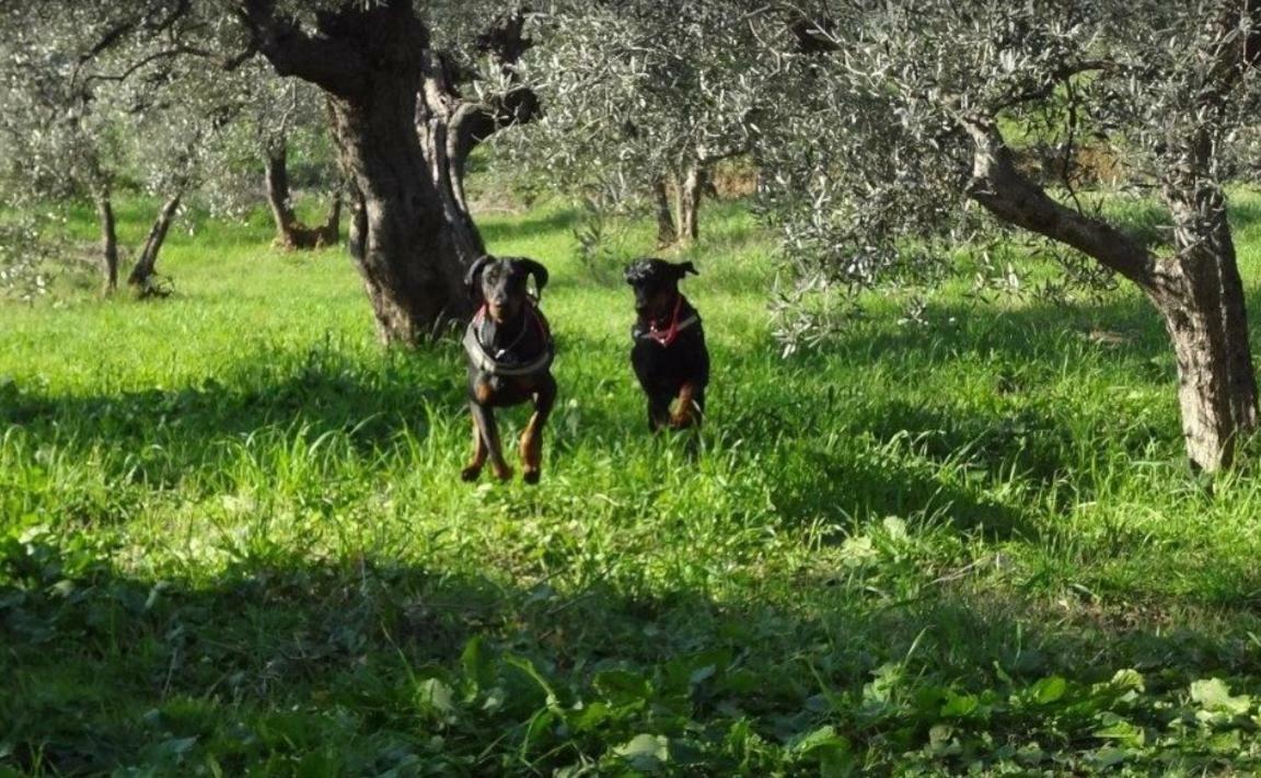 Dolce Vita Campiglia Marittima Buitenkant foto